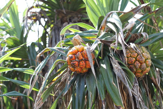 Pineapple Tree Closeup