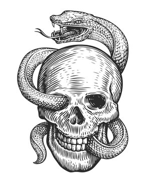 Human Skull and Snake sketch. Hand drawn illustration in vintage engraving style. Tattoo isolated on white background