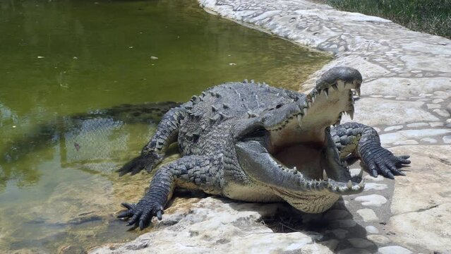 American crocodile (Crocodylus acutus) relaxing in zoo cage in Chiapas, Mexico. Reptile basking in the sun in enclosure