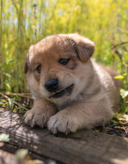 Portrait of a small puppy in the grass