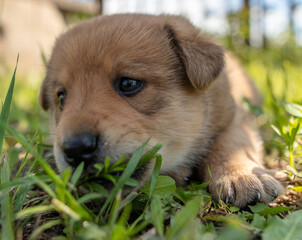 Portrait of a small puppy in the grass