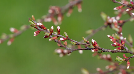 Closed flowers in buds on a cherry tree in spring.