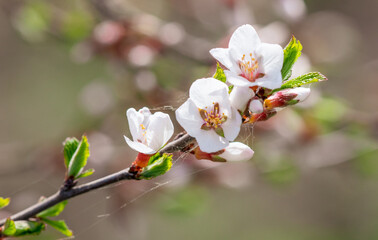 Cherry blossoms on a tree in spring.