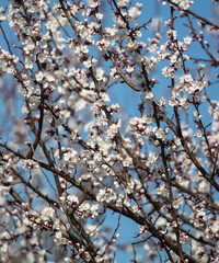White flowers on an apricot tree against a blue sky.