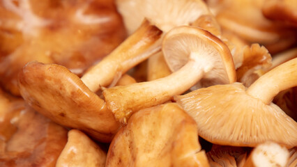 Mushrooms honey agarics as a background.