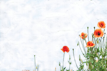 Red tender scarlet poppies on a snowy white cloudy background