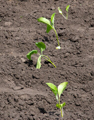 Eggplant seedlings in the ground in the vegetable garden.
