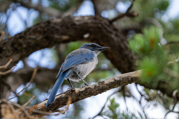 California Scrub Jay up close sitting on a tree branch