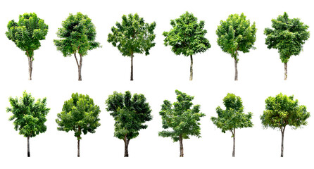Collection Trees and bonsai green leaves. total 12 trees. (png)