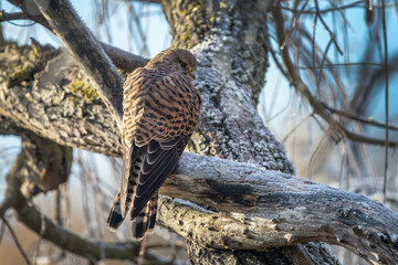 Female Kestrel braving the frost
