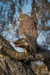 Kestrel in the morning sun