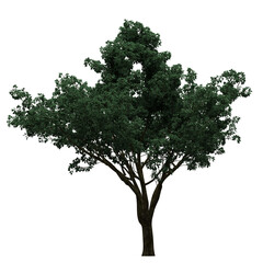 Fototapeta premium Generic Plant Tree PNG rendered in 4K Resolution for compositing and Background. With transparency alpha channel. 8K based in 3d model.
