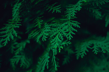 christmas branches with snow