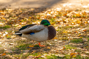 Duck on a pond in the city limits