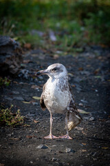 A river gull with a broken wing