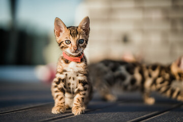 Bengal-katzen, Bengalkatze