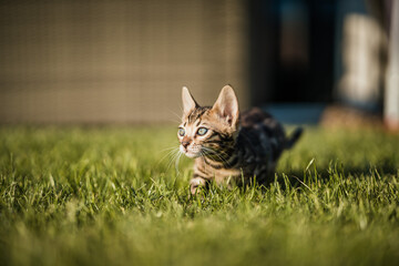 Bengal-katzen, Bengalkatze