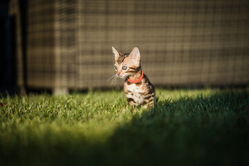 Bengal-katzen, Bengalkatze