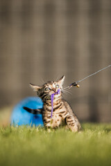 Bengal-katzen, Bengalkatze