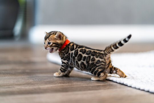 Bengal-katzen, Bengalkatze