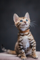 Bengal-katzen, Bengalkatze
