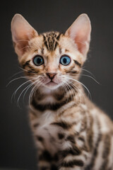 Bengal-katzen, Bengalkatze