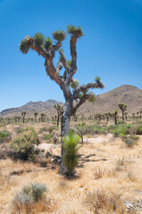 Fototapeta premium joshua tree national park yucca palm cactus california
