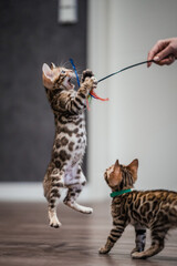 Bengal-katzen, Bengalkatze