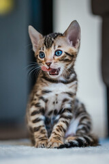 Bengal-katzen, Bengalkatze