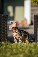Bengal-katzen, Bengalkatze