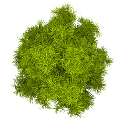 Generic Plant Tree PNG  in 4K Resolution for compositing and Background. With transparency alpha channel.  8K