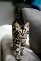 Bengal-katzen, Bengalkatze