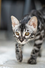 Bengal-katzen, Bengalkatze
