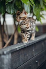 Bengal-katzen, Bengalkatze