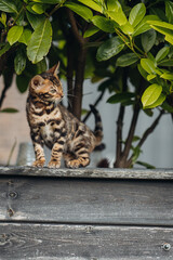 Bengal-katzen, Bengalkatze