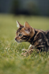 Bengal-katzen, Bengalkatze