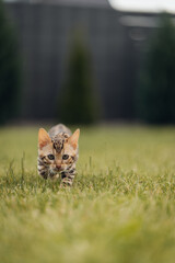Bengal-katzen, Bengalkatze