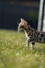 Bengal-katzen, Bengalkatze