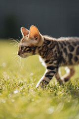 Bengal-katzen, Bengalkatze