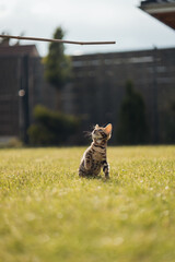 Bengal-katzen, Bengalkatze