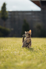 Fototapeta premium Bengal-katzen, Bengalkatze