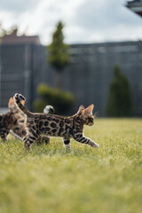Bengal-katzen, Bengalkatze