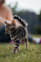 Bengal-katzen, Bengalkatze