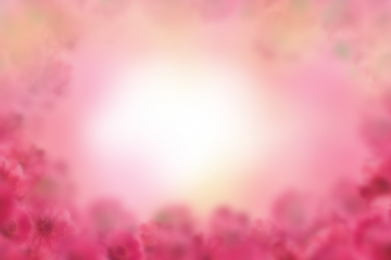 pink cherry blossom flowers background