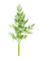 Dill plant stem with leaves. Fresh, green fern-like dill fronds, also called dill weed or dillweed, Anethum graveolens, a culinary herb, used as a garnish, or to flavor food, like salmon or pickles.