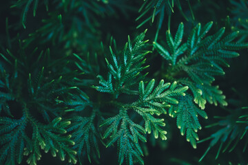 Natural dark green leaf texture with sun light use for nature background wallpaper cover page 