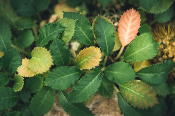 Natural dark green leaf texture with sun light use for nature background wallpaper cover page 