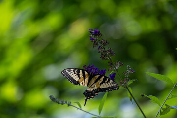 Eastern Tiger Swallowtail (Papilio glaucus) with a Damaged Wing