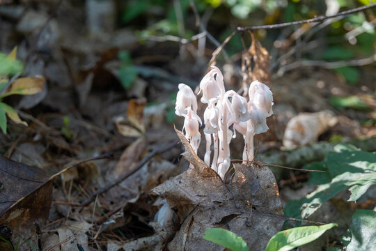 Ghost Pipe (Monotropa uniflora) Emerging from Leaves in Massachusetts