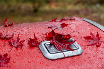 Red Leaves on a Wet Grill